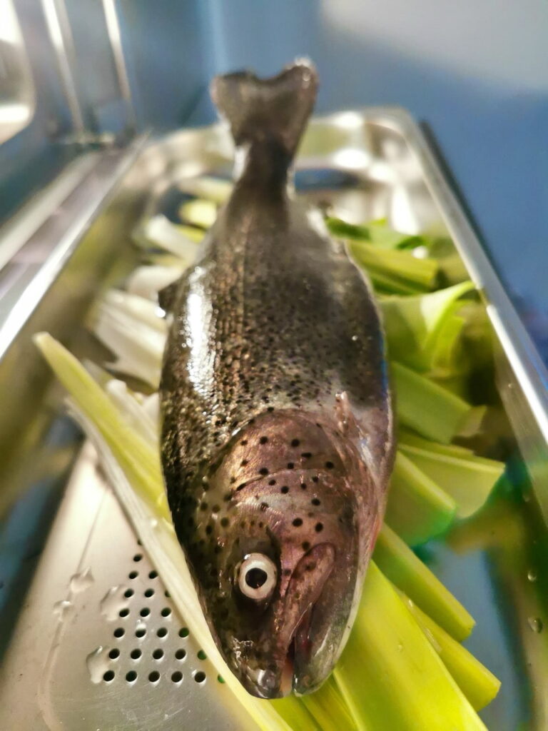 Bachforelle frisch aus dem Wasser