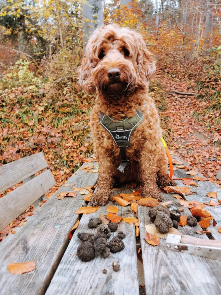 Fiorella ist ein Trüffelhund und hat heute Trüffel gefunden