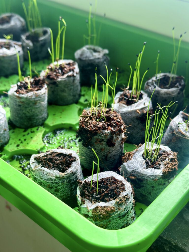Grow your own chives on the windowsill