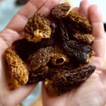 eingeweichte Morcheln