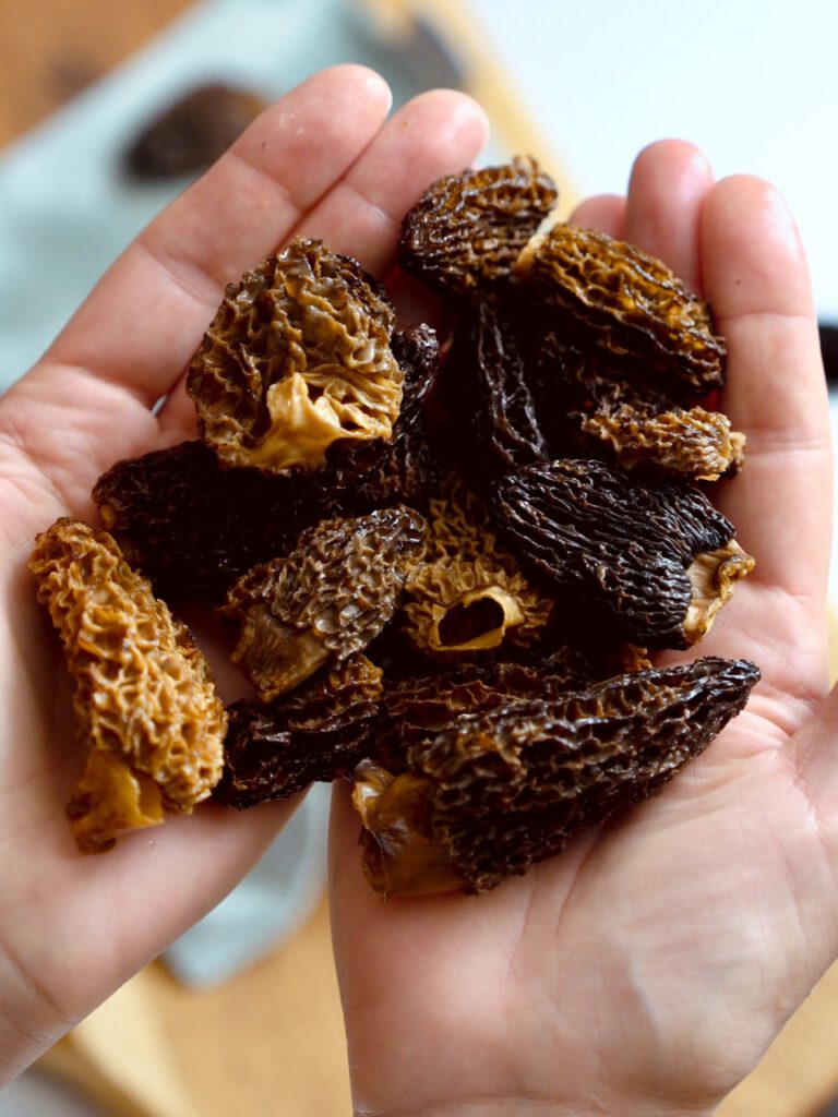 eingeweichte Morcheln